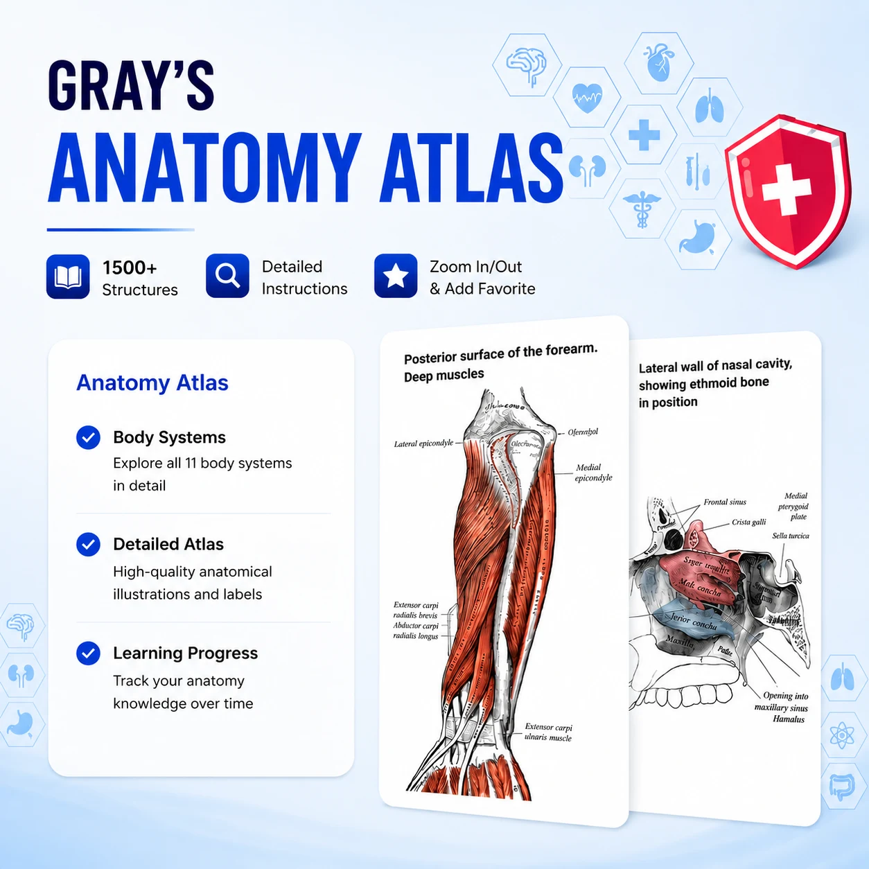 Gray's Anatomy - Anatomy Atlas screenshot